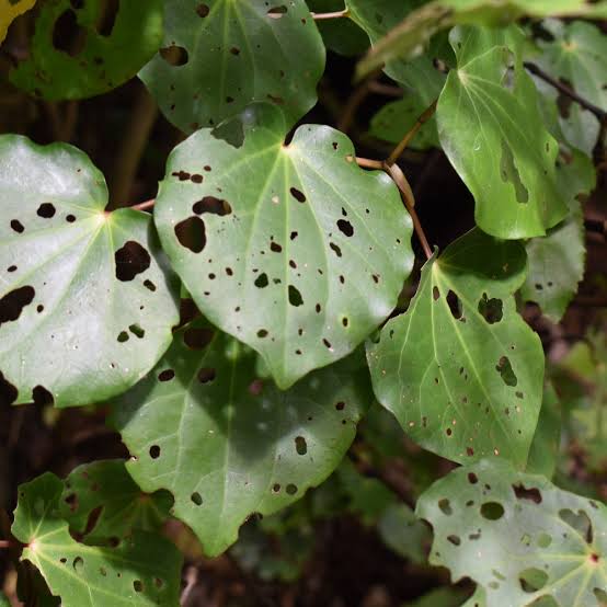 Prickly Ash - Sichuan and Kawakawa Finishing Salt Flakes